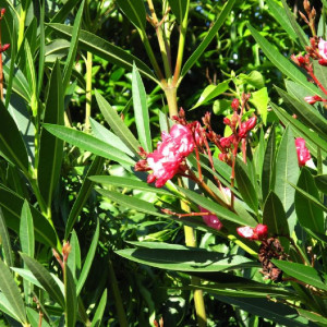 Sfakes, oleanders in Greek