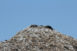 Rogdio from the road below